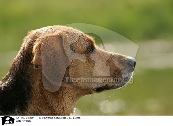 Ogar Polski / Polish Hound / KL-01504