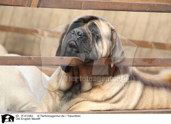 Old English Mastiff / Old English Mastiff / IF-01082