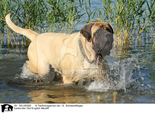 badender Old English Mastiff / bathing Old English Mastiff / SS-28585