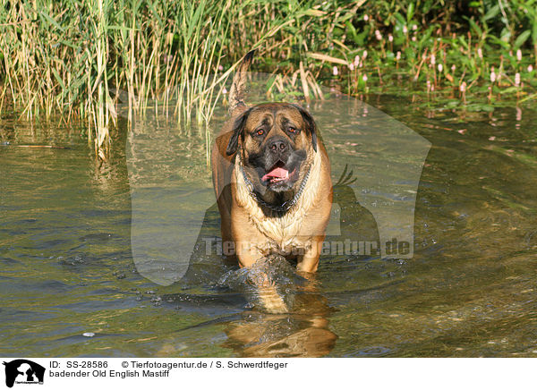 badender Old English Mastiff / bathing Old English Mastiff / SS-28586