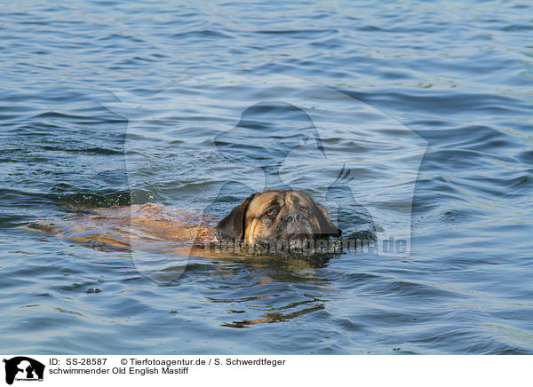 schwimmender Old English Mastiff / swimming Old English Mastiff / SS-28587