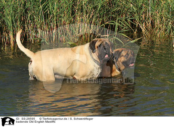 badende Old English Mastiffs / bathing Old English Mastiffs / SS-28595