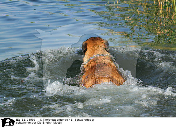 schwimmender Old English Mastiff / swimming Old English Mastiff / SS-28596