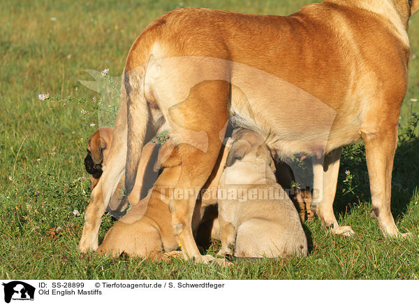 Old English Mastiffs / Old English Mastiffs / SS-28899