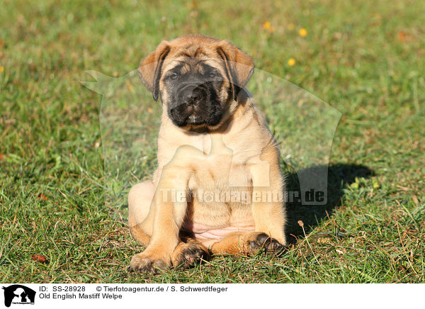 Old English Mastiff Welpe / Old English Mastiff Puppy / SS-28928