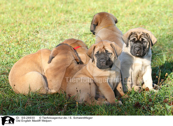 Old English Mastiff Welpen / SS-28930