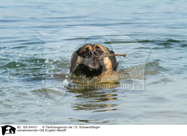 schwimmender Old English Mastiff / swimming Old English Mastiff / SS-34431