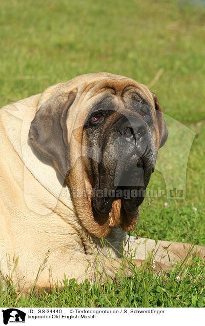 liegender Old English Mastiff / lying Old English Mastiff / SS-34440
