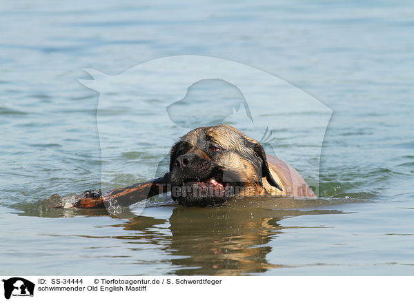 schwimmender Old English Mastiff / swimming Old English Mastiff / SS-34444