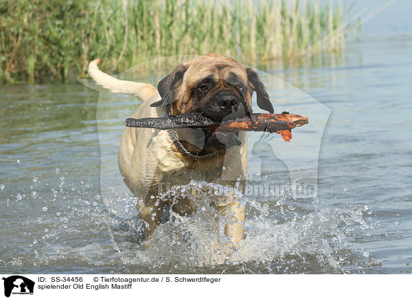 spielender Old English Mastiff / playing Old English Mastiff / SS-34456