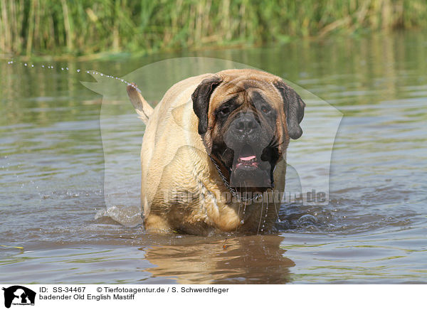 badender Old English Mastiff / bathing Old English Mastiff / SS-34467