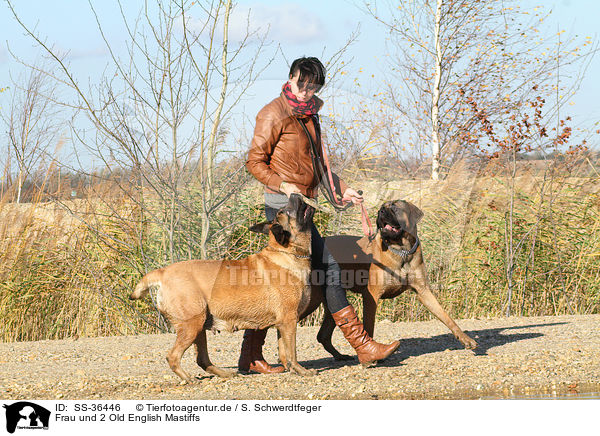 Frau und 2 Old English Mastiffs / SS-36446