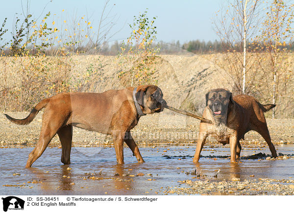 2 Old English Mastiffs / 2 Old English Mastiffs / SS-36451