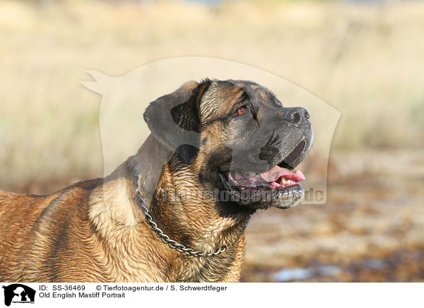 Old English Mastiff Portrait / SS-36469