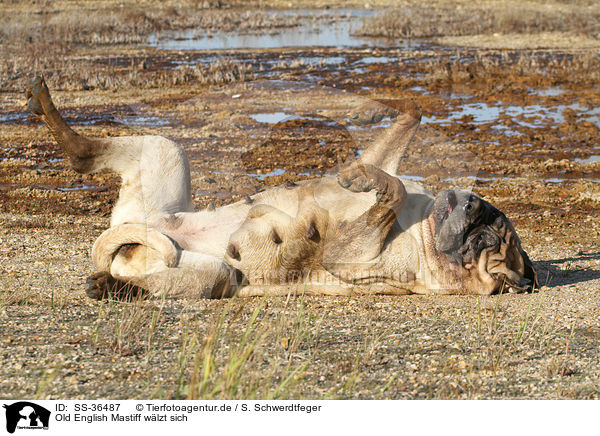 Old English Mastiff wlzt sich / rolling Old English Mastiff / SS-36487