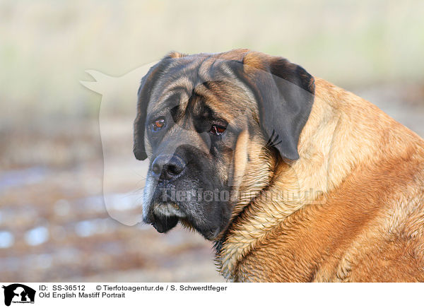 Old English Mastiff Portrait / SS-36512