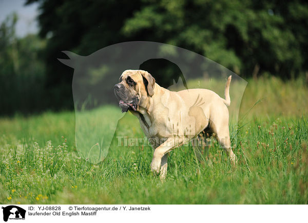 laufender Old English Mastiff / walking Old English Mastiff / YJ-08828