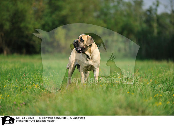 stehender Old English Mastiff / standing Old English Mastiff / YJ-08836