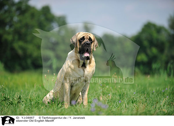 sitzender Old English Mastiff / sitting Old English Mastiff / YJ-08867