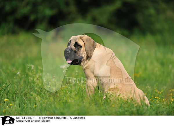 junger Old English Mastiff / young Old English Mastiff / YJ-08874
