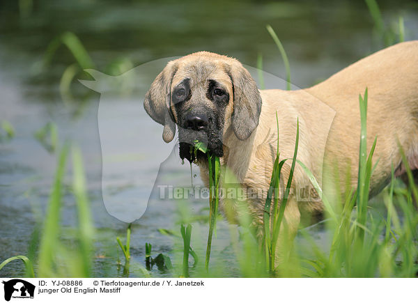 junger Old English Mastiff / young Old English Mastiff / YJ-08886