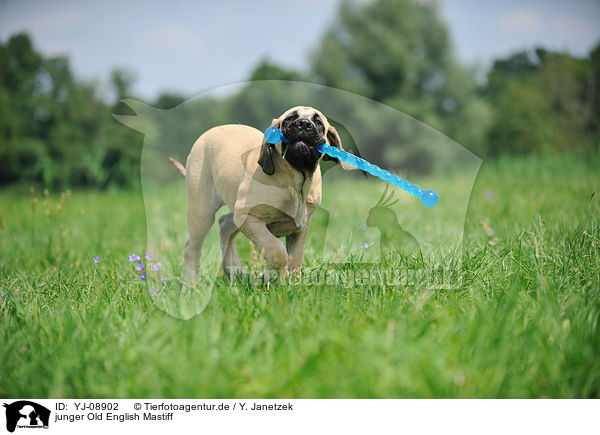 junger Old English Mastiff / young Old English Mastiff / YJ-08902