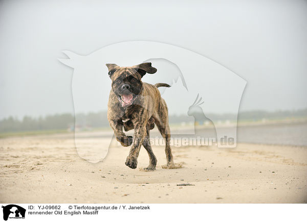 rennender Old English Mastiff / YJ-09662