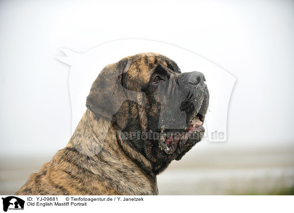 Old English Mastiff Portrait / YJ-09681