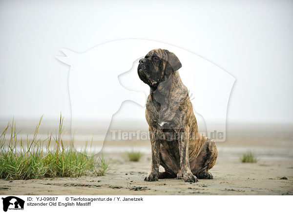 sitzender Old English Mastiff / YJ-09687