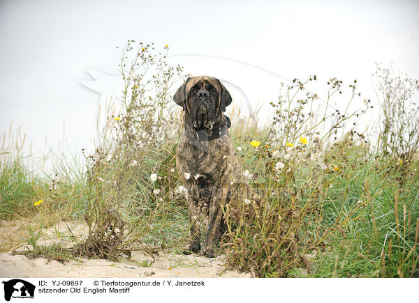 sitzender Old English Mastiff / YJ-09697
