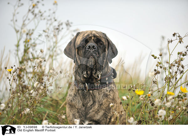 Old English Mastiff Portrait / YJ-09698