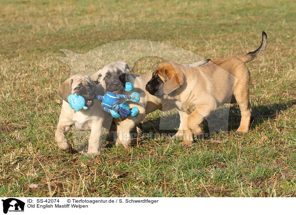 Old English Mastiff Welpen / SS-42074