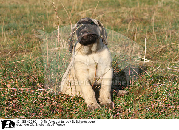 sitzender Old English Mastiff Welpe / SS-42080