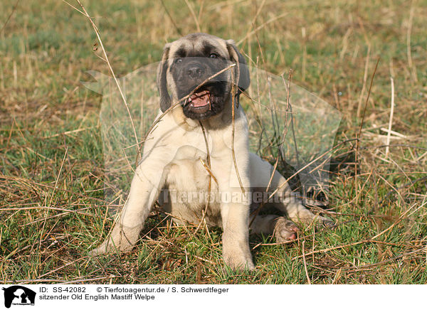 sitzender Old English Mastiff Welpe / SS-42082