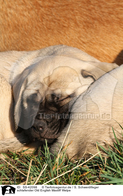 schlafender Old English Mastiff Welpe / sleeping Old English Mastiff Puppy / SS-42098