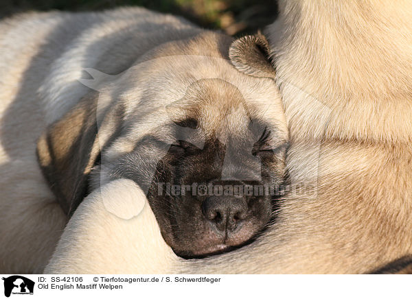 Old English Mastiff Welpen / Old English Mastiff Puppies / SS-42106