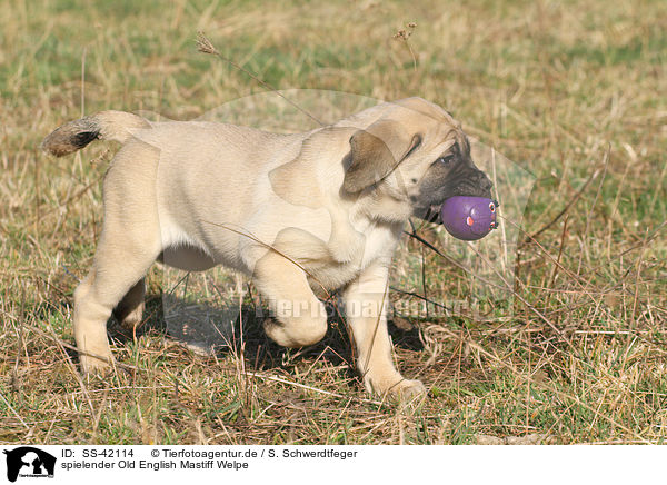 spielender Old English Mastiff Welpe / playing Old English Mastiff Puppy / SS-42114