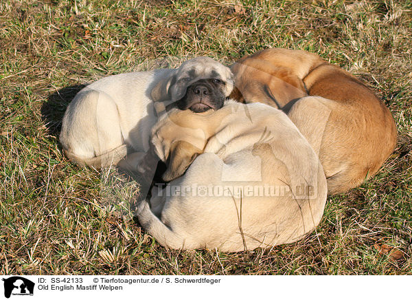 Old English Mastiff Welpen / Old English Mastiff Puppies / SS-42133