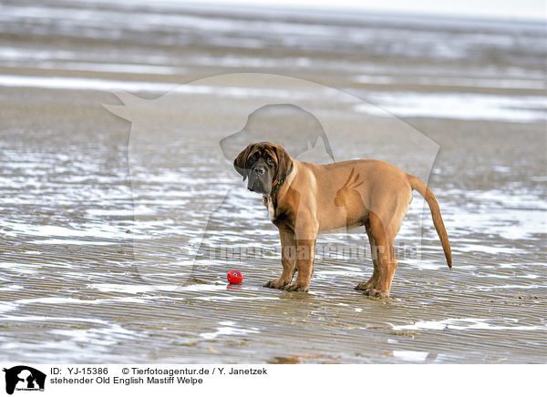 stehender Old English Mastiff Welpe / YJ-15386