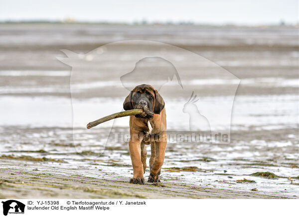 laufender Old English Mastiff Welpe / YJ-15398