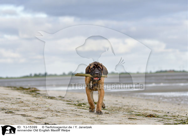 rennender Old English Mastiff Welpe / YJ-15399