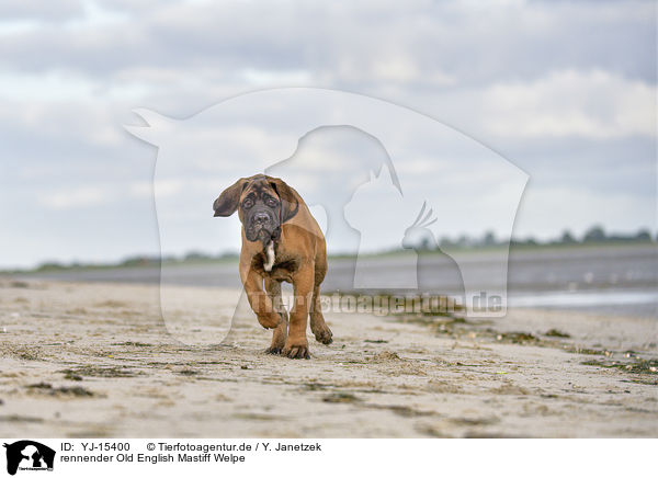 rennender Old English Mastiff Welpe / YJ-15400