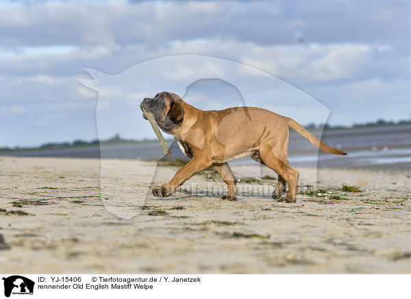 rennender Old English Mastiff Welpe / running Old English Mastiff Puppy / YJ-15406