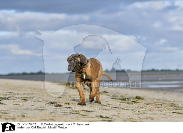 laufender Old English Mastiff Welpe / YJ-15407