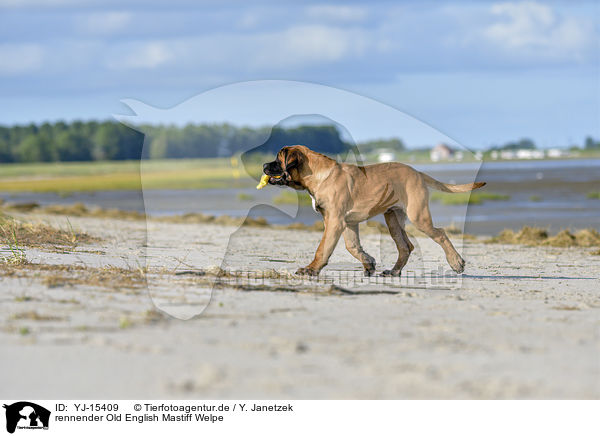 rennender Old English Mastiff Welpe / running Old English Mastiff Puppy / YJ-15409