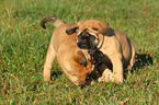 Old English Mastiff Welpen