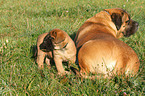 Old English Mastiffs