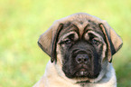 Old English Mastiff Welpe