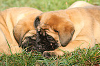 Old English Mastiff Welpen