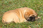 Old English Mastiff Welpe